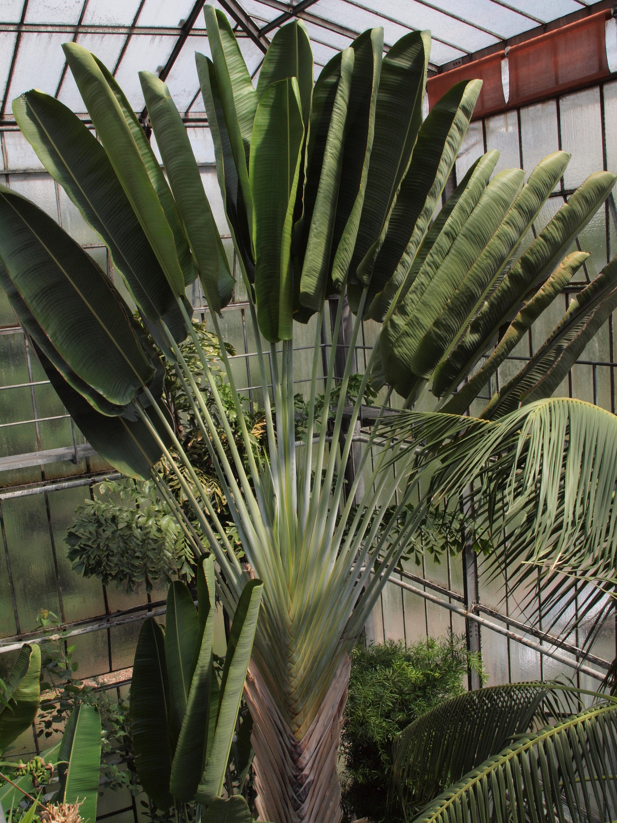 KIT Botanischer Garten Informieren Rundgänge Palmenhaus